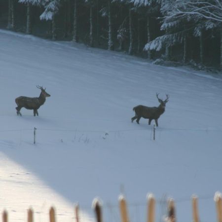 Chambres D'Hotes Les Trappeurs Silence & Nature Tenneville Esterno foto